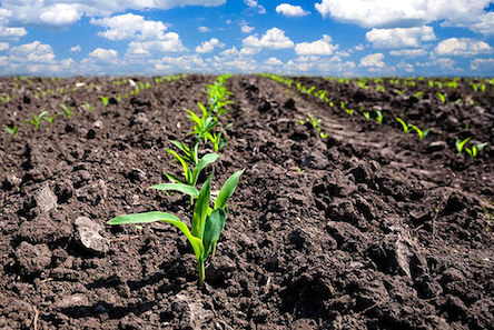 Свежие новости: В Україні запрацює система публічного моніторингу земельних відносин