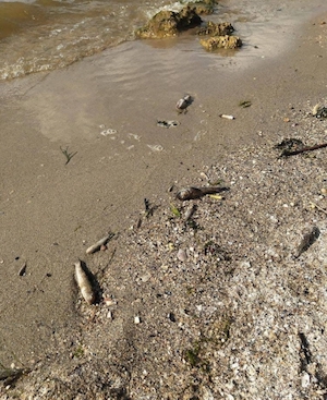 Свежие новости: В Николаеве зацвела вода — на берегу много мертвой рыбой