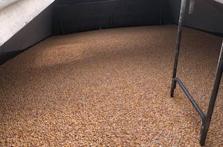 Свежие новости: Миколаївські ділки спробували переправити через Закарпаття в Ірландію понад 200 тон кукурудзи