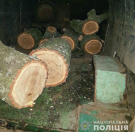Фото новости: Жителей Нового Буга задержали за рубку деревьев в лесах Свежие новости: Жителей Нового Буга задержали за рубку деревьев в лесах