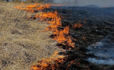 Свежие новости: В Николаеве горели камыш и сухая трава