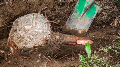 Свежие новости: В Николаеве собираются потратить ₴3,3 миллиона на снос деревьев и корчевание пней