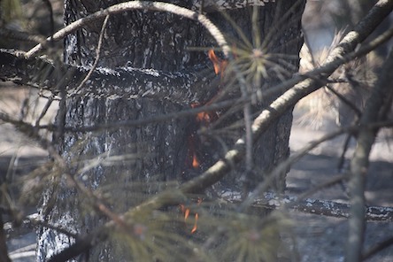 Свежие новости: Масштабна пожежа на Миколаївщині: у лісі горіла хвойна підстилка