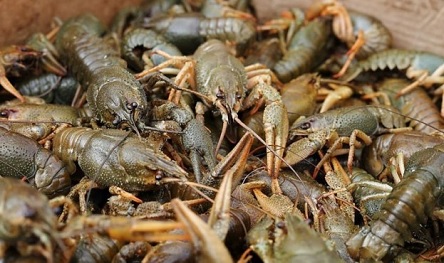 Свежие новости: На Миколаївщині почала діяти заборона на вилов раків