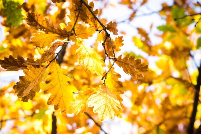 Свежие новости: В Украину придет потепление: температура подскочит до +21