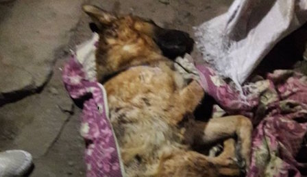 Свежие новости: Убийство овчарки в Харькове: прокуратура обжалует приговор владельцу собаки