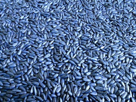 Свежие новости: В Одесской области неизвестные ограбили фермерское хозяйство, похитив семена