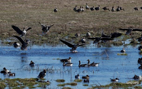 Свежие новости: Миллион животных и растений находится под угрозой исчезновения - ООН