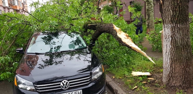Свежие новости: В Николаеве огромная ветка рухнула на припаркованные автомобили