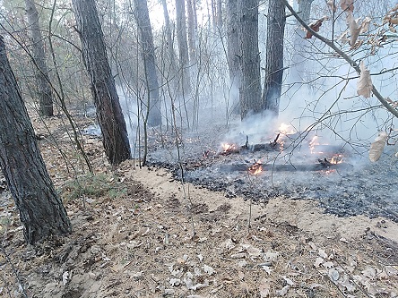 Свежие новости: На Николаевщине в лесничестве выгорел почти гектар хвойной подстилки – подозревают поджог