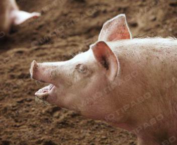 Свежие новости: Армения запретила импорт свинины из Украины