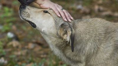 Фото новости: Увага! У Вознесенську продовжується безкоштовна стерилізація тварин Свежие новости: Увага! У Вознесенську продовжується безкоштовна стерилізація тварин