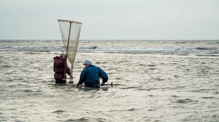 Свежие новости: Запрет на вылов креветки и мидии в Черном море