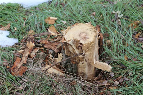 Свежие новости: Уже вырезали почти половину лесопосадки, — в Витовском районе браконьеры незаконно вырубают здоровые деревья
