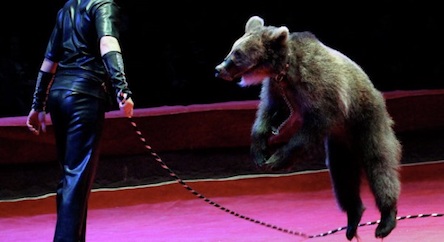 Свежие новости: В Киеве запретили передвижные цирки