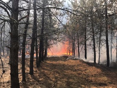 Свежие новости: Под Новой Одессой возник верховой пожар