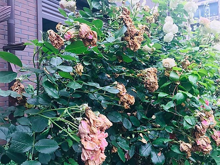 Свежие новости: В Николаеве мужчина ночью опрыскивает чужие клумбы каким-то препаратом, из-за чего растения гибнут