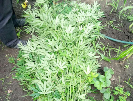 Свежие новости: На Николаевщине дедушка вырастил 45 кустов конопли