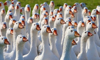 Свежие новости: Какие-то гуси напали на Еланец