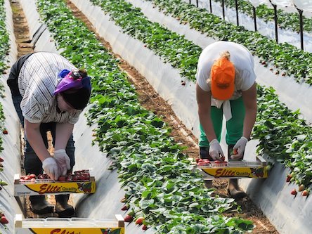 Свежие новости: В Польшу чартером доставили 178 трудовых мигрантов из Украины