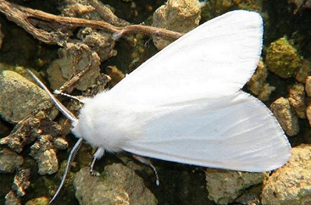 Свежие новости: На Николаевщине введен карантин  по американской белой бабочке