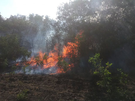Свежие новости: За сутки на Николаевщине огнем уничтожено почти 65 га открытых территорий