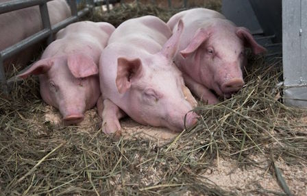 Свежие новости: Николаевский «Центр защиты животных» закрыли на карантин из-за чумки