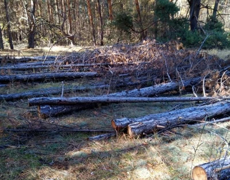 Свежие новости: На Херсонщине продолжают вырубывать лес