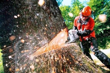 Свежие новости: Сенкевич подписал распоряжение о моратории на спил деревьев
