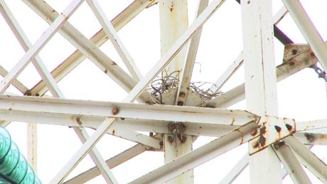 Свежие новости: Часть Одессы осталась без электричества из-за вороны