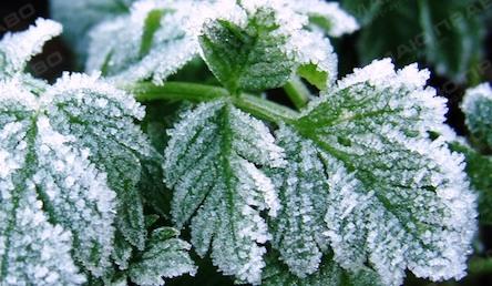 Свежие новости: В Николаевской области заморозки повредили овощи и фруктовые деревья