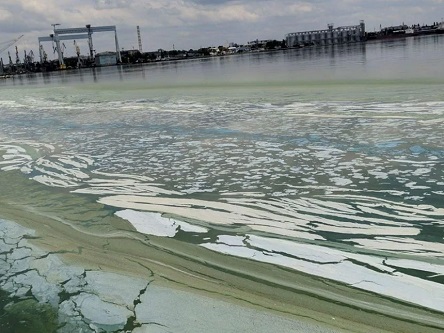 Свежие новости: В Николаеве вода в лимане окрасилась в ядовито-зеленый цвет и покрылась пленкой