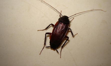 Свежие новости: ВИДЕО: «Тараканы везде, ползают по больным», - николаевцы жалуются на санитарное состояние палат в детской областной больнице