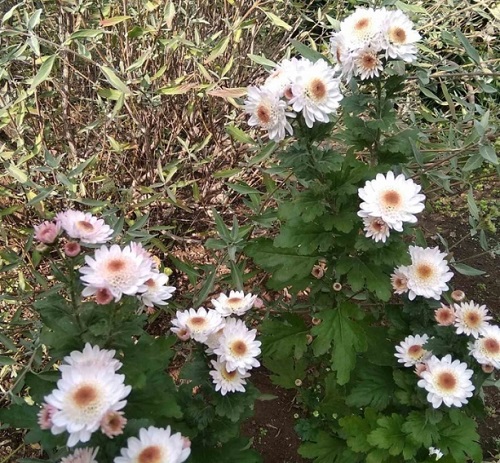 Свежие новости: Зима по-николаевски: в саду возле дома цветут розы и хризантемы