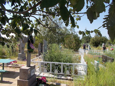 Свежие новости: Вознесенск. Кто виноват в том, что на кладбище – амброзия в рост человека?