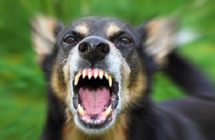 Свежие новости: Летальный случай бешенства у человека произошел в Арбузинском районе