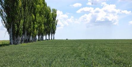 Свежие новости: На Херсонщині починають відновлювати захисні лісосмуги