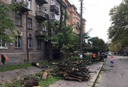 Свежие новости: В Николаеве администрация района снесет аварийных деревьев на 300 тысяч гривен