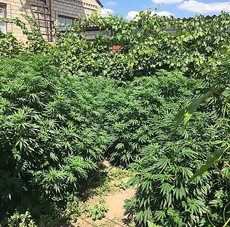 Свежие новости: В Вознесенске у мужчины нашли грядку с коноплей, которую он заботливо выращивал
