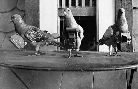 Свежие новости: В США рассекретили информацию о птицах-шпионах времен холодной войны