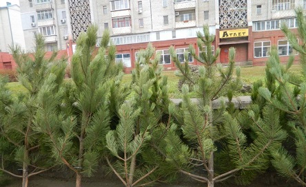 Фото новости: От продажи елок город должен зарабатывать, - члены исполкома утвердили перечень мест Свежие новости: От продажи елок город должен зарабатывать, - члены исполкома утвердили перечень мест