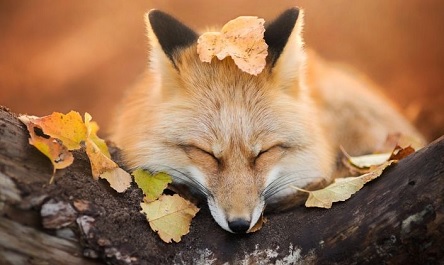 Свежие новости: Какой сегодня праздник - 8 ноября