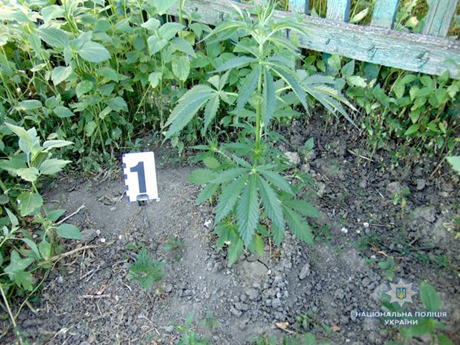 Свежие новости: На Николаевщине мужчина выращивал на огороде коноплю
