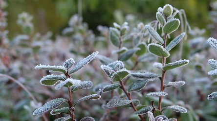 Свежие новости: В Украине ожидаются заморозки, температура местами опустится до -3 градусов