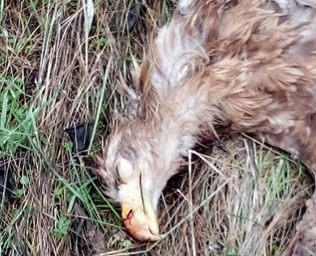 Свежие новости: На Николаевщине браконьеры застрелили редкую краснокнижную птицу