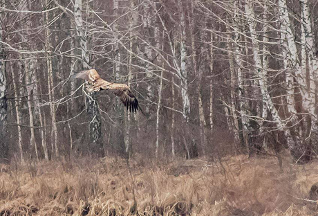 Свежие новости: В зоне отчуждения Чернобыльской АЭС орнитологи насчитали рекордное число птиц из Красной книги