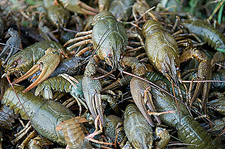 Свежие новости: На Николаевщине нашли раколовки, в которые успели наловить более 700 раков – браконьеров задержать не удалось