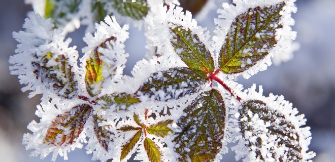 Свежие новости: ВИДЕО: Киев заметает первым снегом