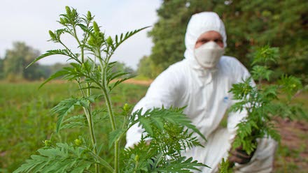 Свежие новости: В Николаеве заключили договор на уничтожение аллергенного сорняка