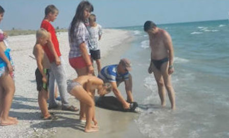 Свежие новости: ВИДЕО: На пляже Кинбурнской косы на Николаевщине море выбрасывает тела погибших дельфинов